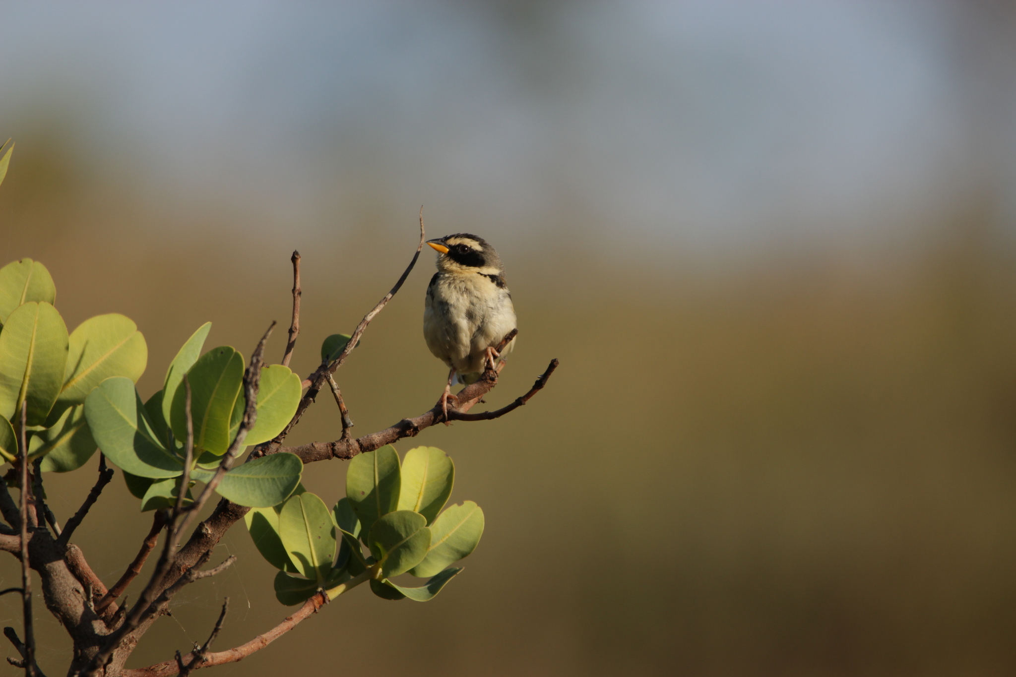 Black-masked Finch (Coryphaspiza melanotis), photo 3