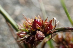 Juncus scheuchzerioides