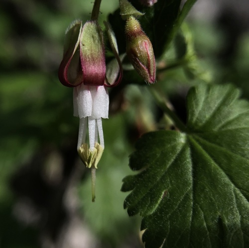 iNaturalist observation photo of hillside gooseberry