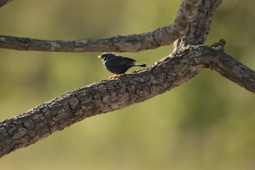 Blue Finch (Rhopospina caerulescens), photo 8