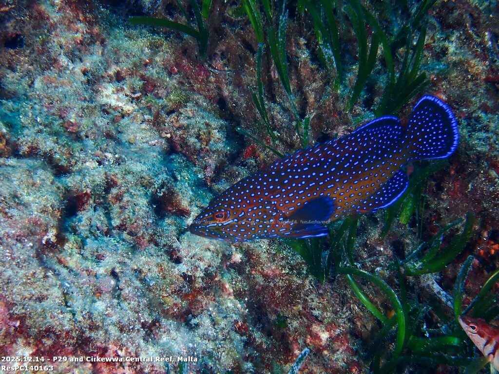 Photo of African hind (Cephalopholis taeniops)