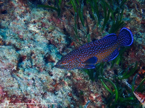 Grouper