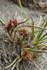 Juncus scheuchzerioides