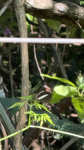 Heliconius melpomene burchelli