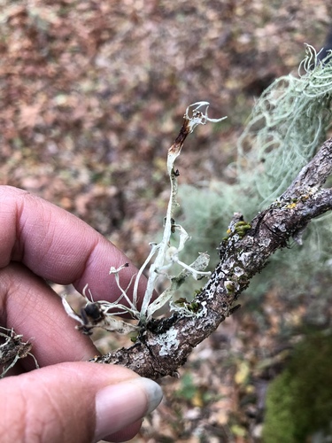 iNaturalist observation photo of Western Strap Lichen