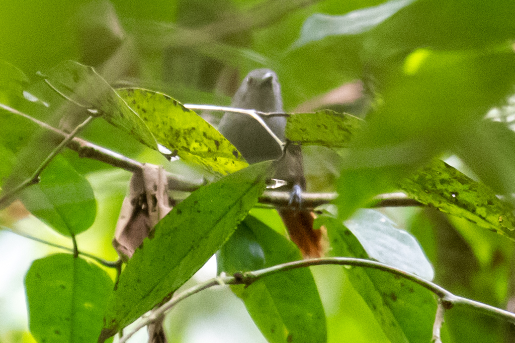 Hormiguerito Colirrufo, Epinecrophylla erythrura