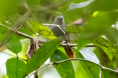 Rufous-Tailed Antwren photo 2