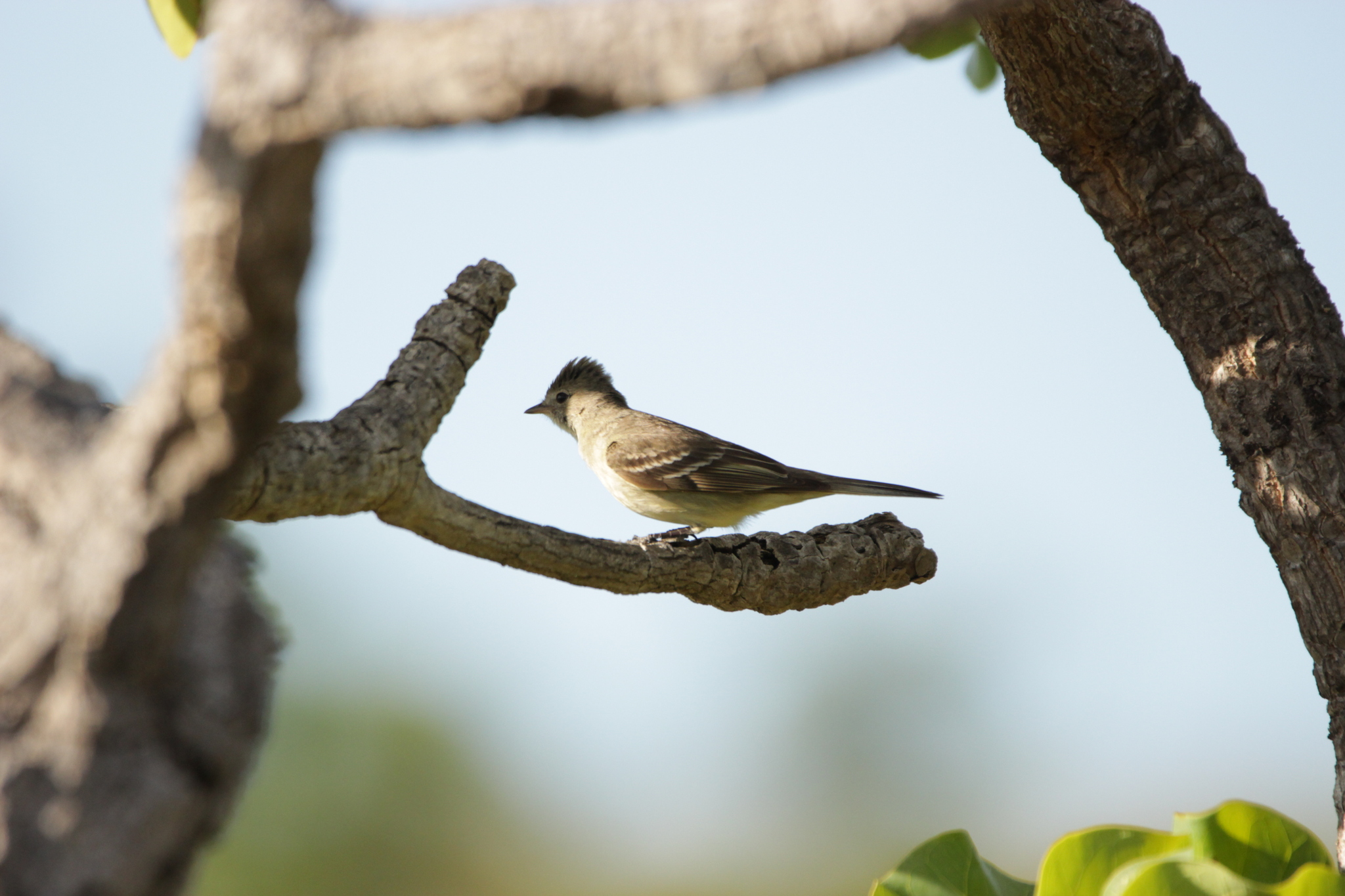 Lesser Elaenia (Elaenia chiriquensis), photo 5