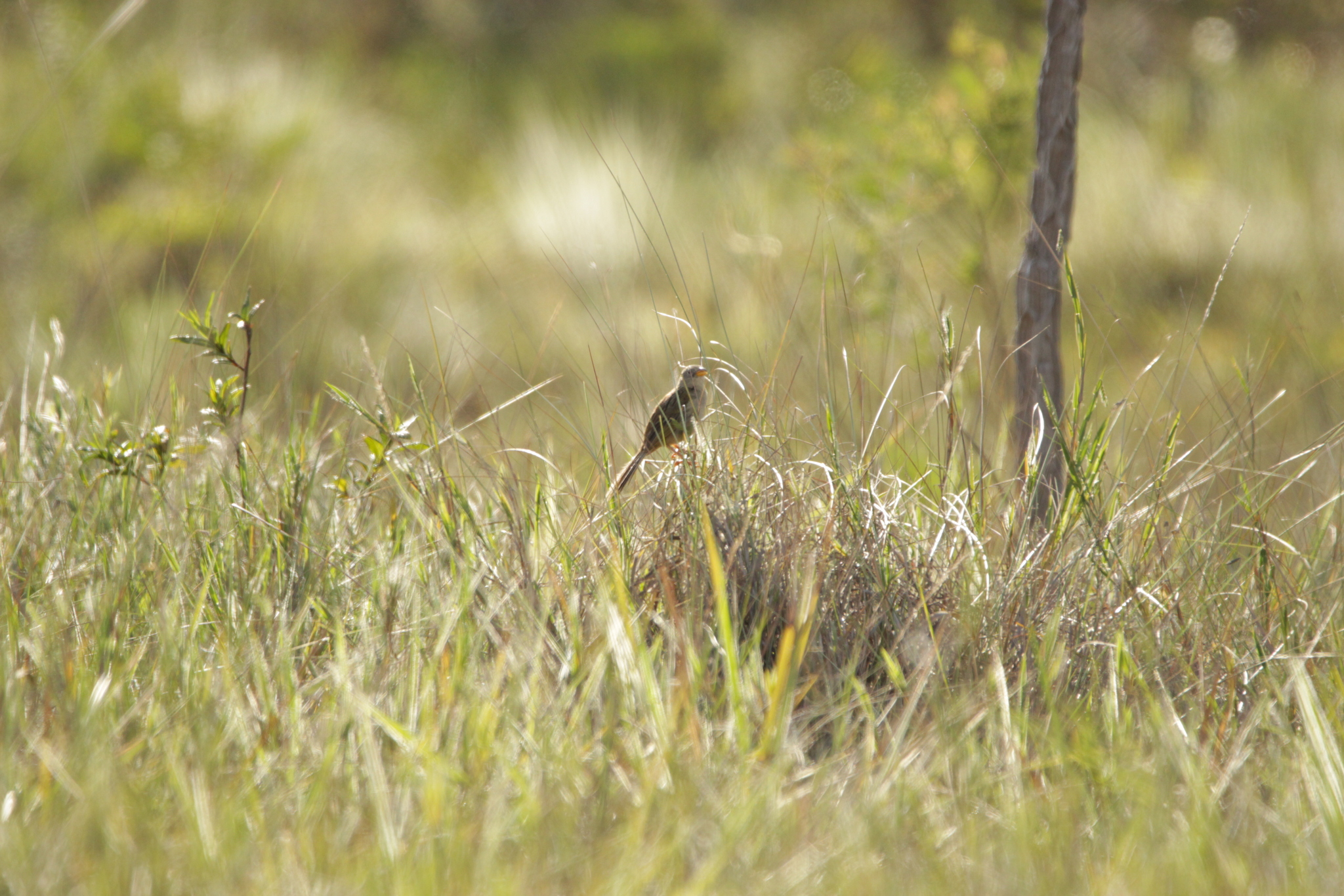 Wedge-tailed Grass-Finch (Emberizoides herbicola)