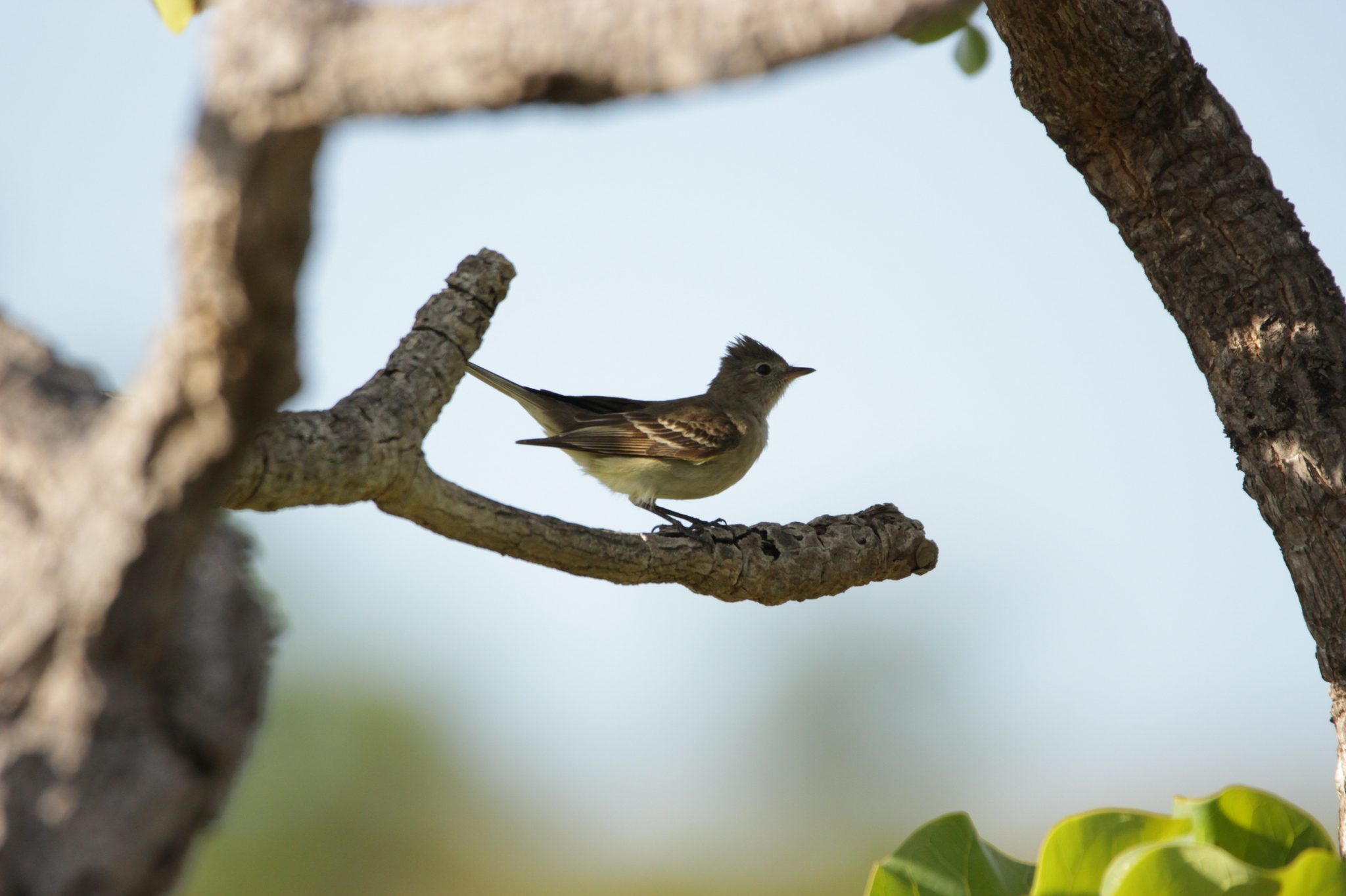 Lesser Elaenia (Elaenia chiriquensis), photo 6