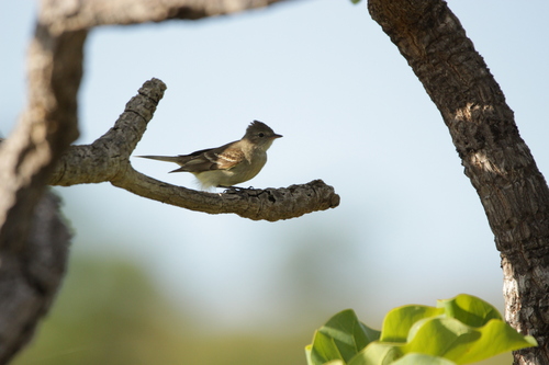 Lesser Elaenia (Elaenia chiriquensis), photo 10