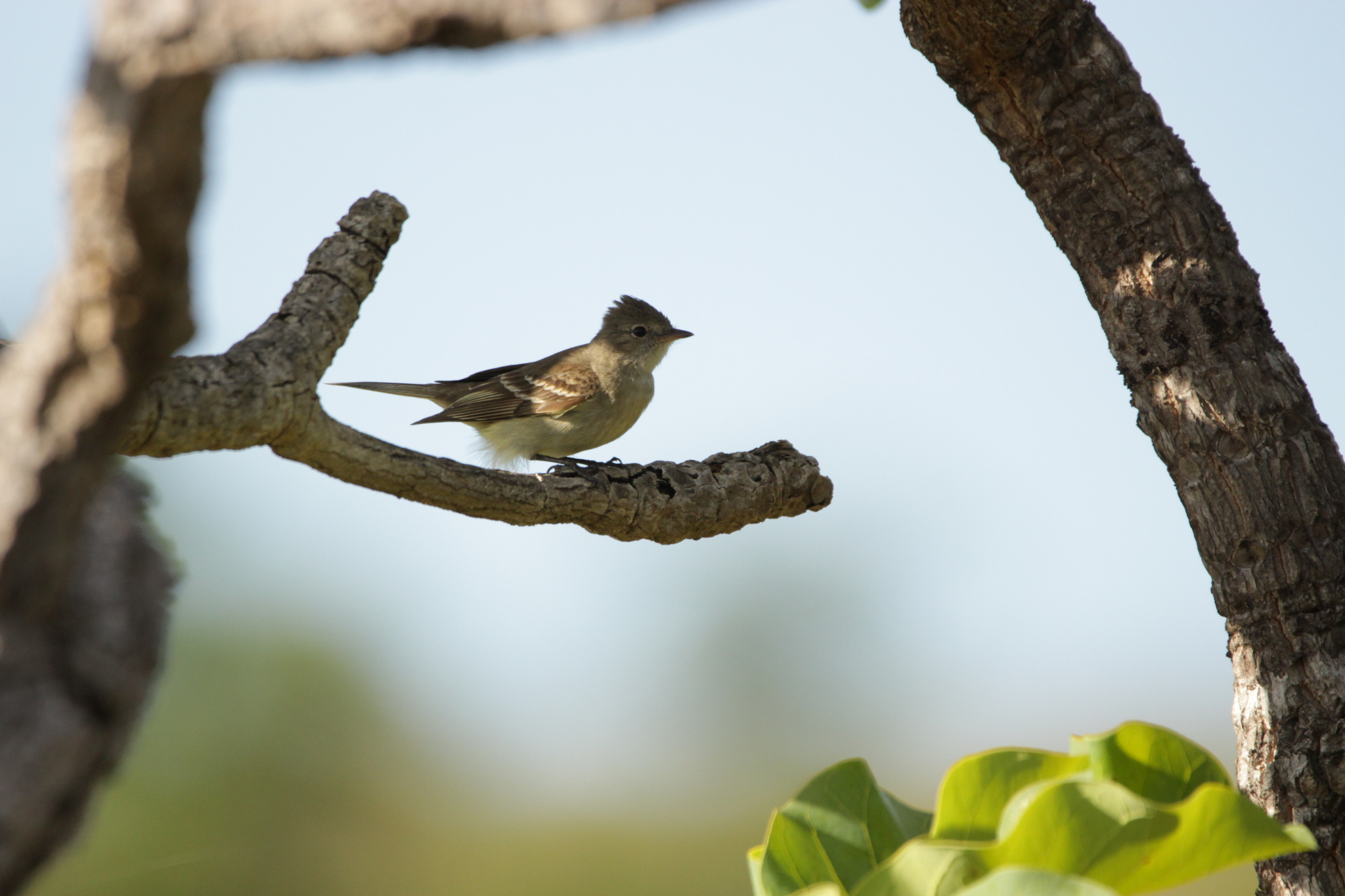 Lesser Elaenia (Elaenia chiriquensis), photo 7