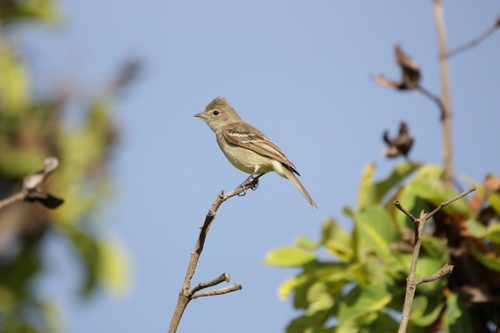 Lesser Elaenia (Elaenia chiriquensis), photo 3