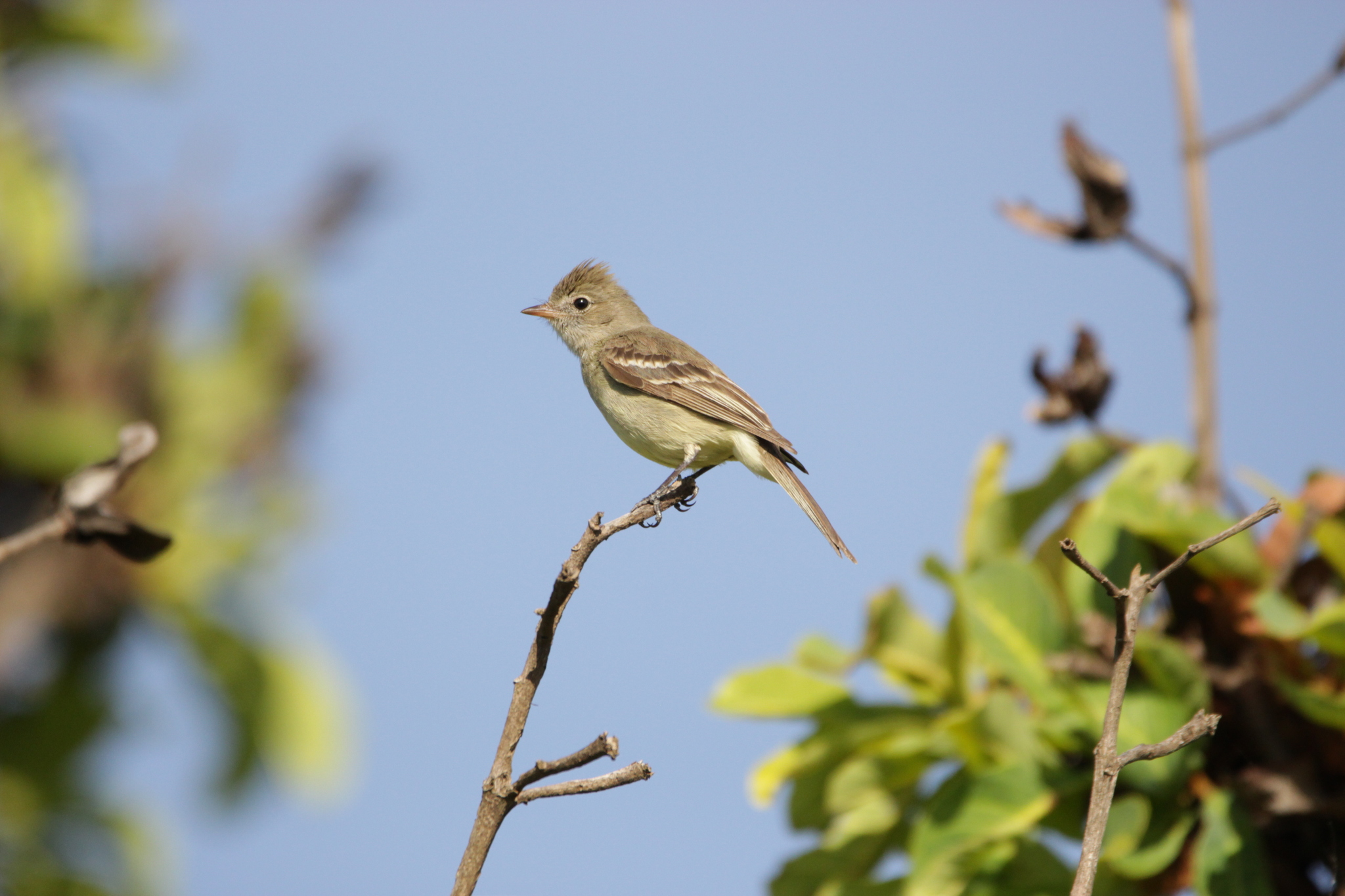 Lesser Elaenia (Elaenia chiriquensis), photo 3