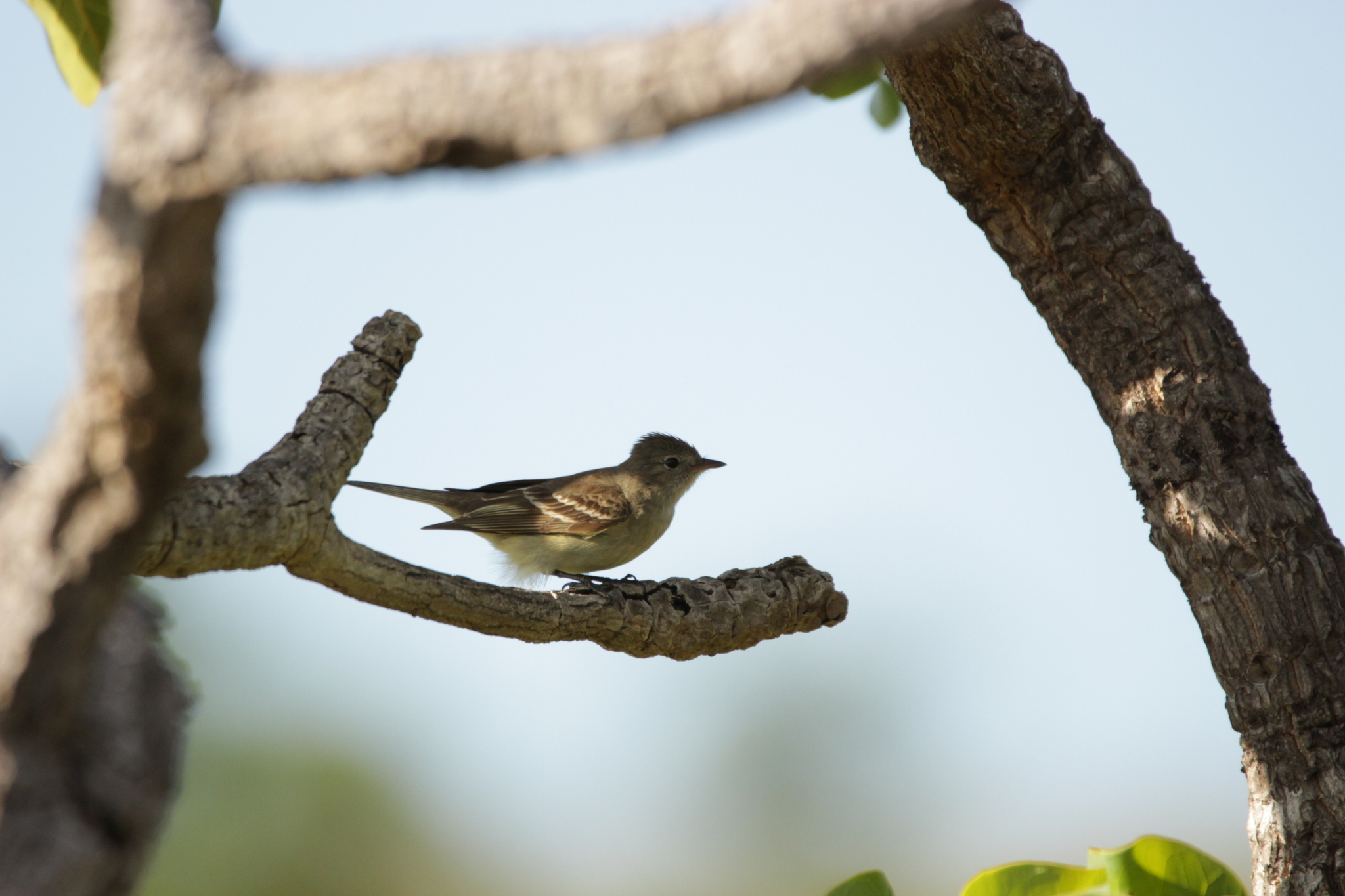 Lesser Elaenia (Elaenia chiriquensis), photo 8