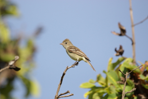 Lesser Elaenia (Elaenia chiriquensis), photo 4