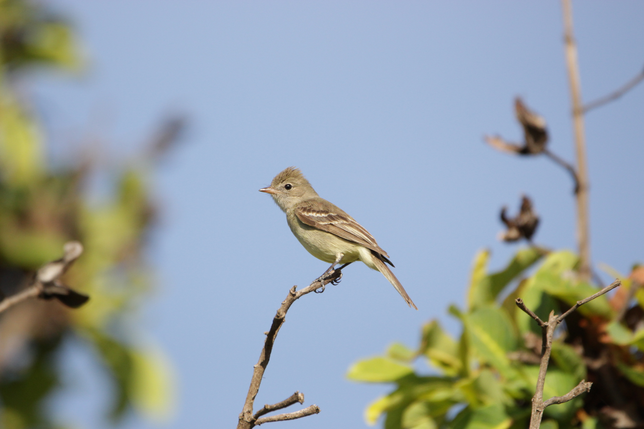Lesser Elaenia (Elaenia chiriquensis), photo 4