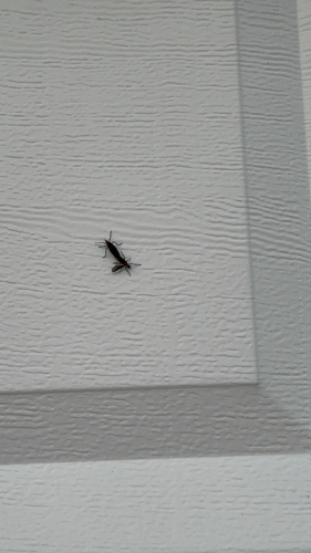 Unknown species found near Missouri City