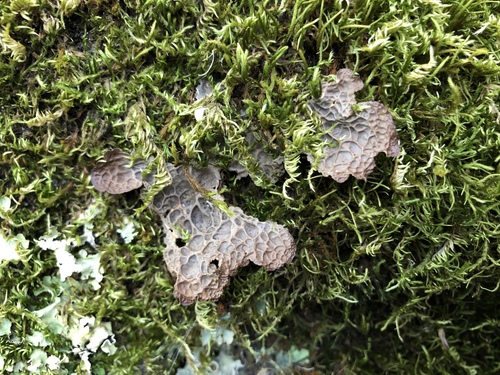 iNaturalist observation photo of Lobaria anthraspis