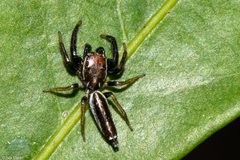 Cotinusa trifasciata