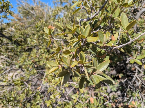 Quercus toumeyi, photograph 5