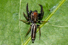 Cotinusa trifasciata