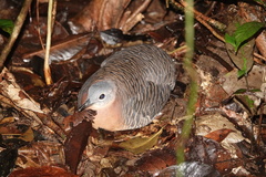 Variegated Tinamou photo 3