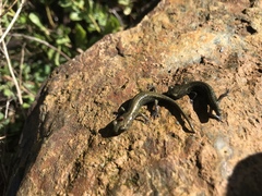 Aneides klamathensis