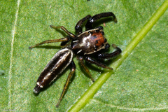 Cotinusa trifasciata