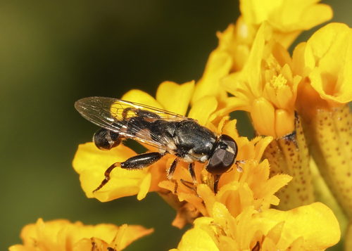 Unknown species found near WSU Master Gardener demo garden, Kennewick, WA, USA