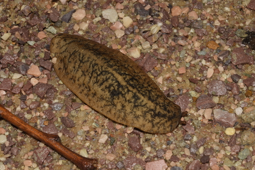 Sarasinula linguaeformis