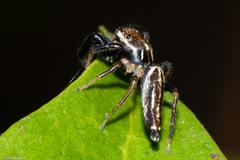 Cotinusa trifasciata