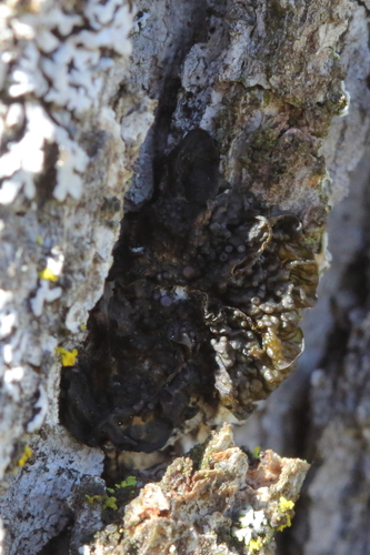 iNaturalist observation photo of Blistered Jelly Lichen