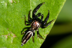 Cotinusa trifasciata