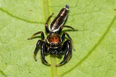 Cotinusa trifasciata