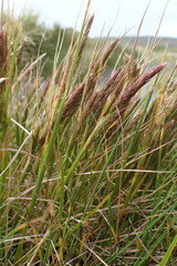 Agrostis magellanica