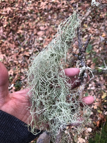 iNaturalist observation photo of beard lichens