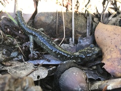 Aneides klamathensis