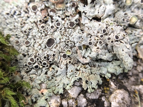 iNaturalist observation photo of rosette lichens
