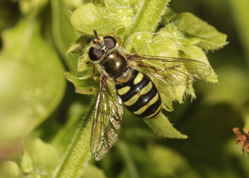 Unknown species found near WSU Master Gardener demo garden, Kennewick, WA, USA