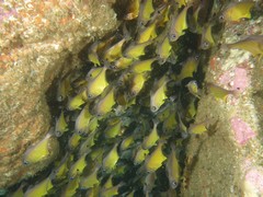 Pempheris affinis