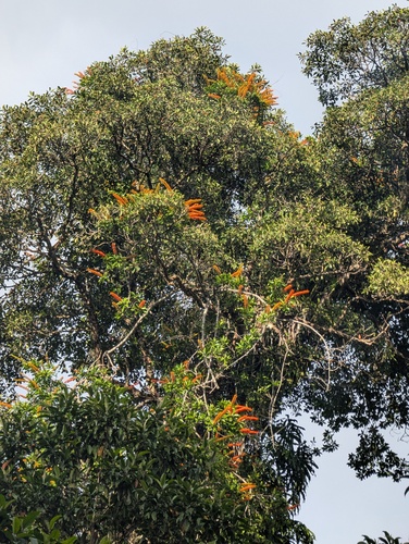 Norantea guianensis