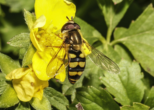 Unknown species found near WSU Master Gardener demo garden, Kennewick, WA, USA
