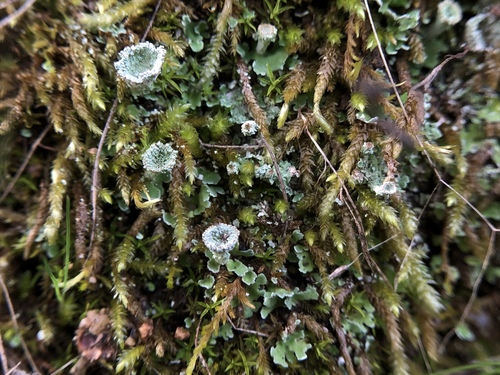 iNaturalist observation photo of pixie cup and reindeer lichens
