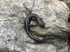 Aneides klamathensis