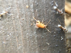 Myrmecophilus