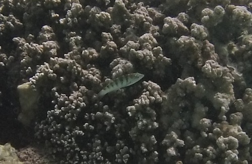 Thalassoma hardwicke