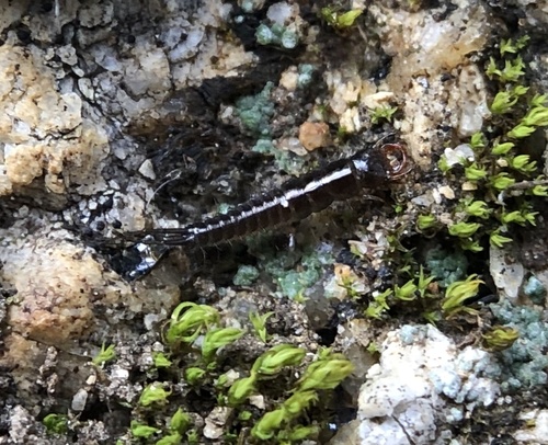 iNaturalist observation photo of Anisolabidinae