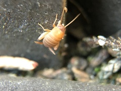 Myrmecophilus