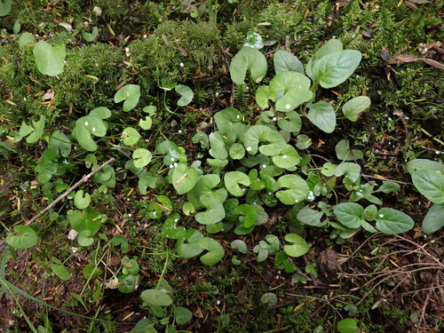 Viola lyallii observed 2025-12-28
